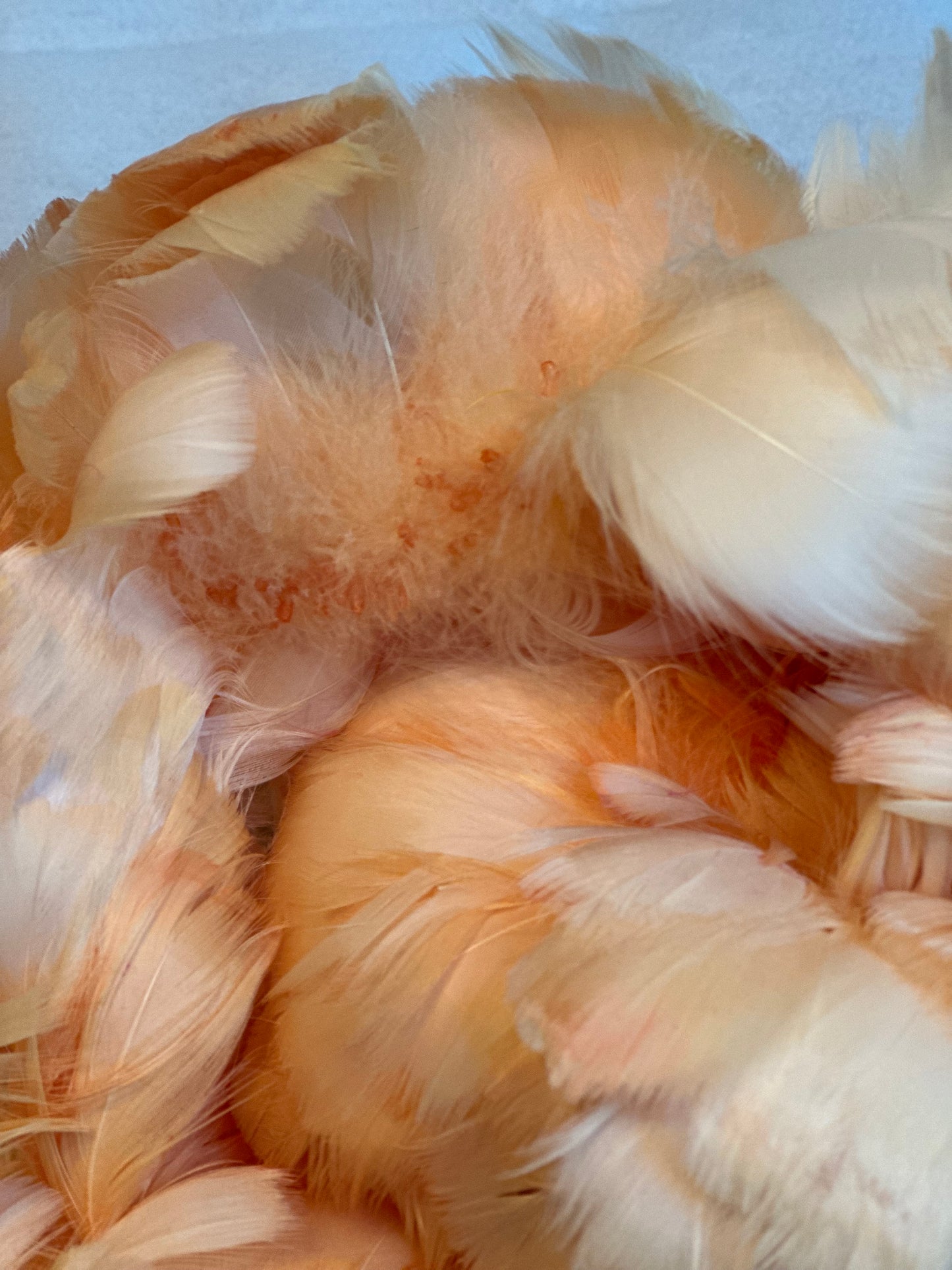 Custom-dyed Plums & Pink goose coquille feathers