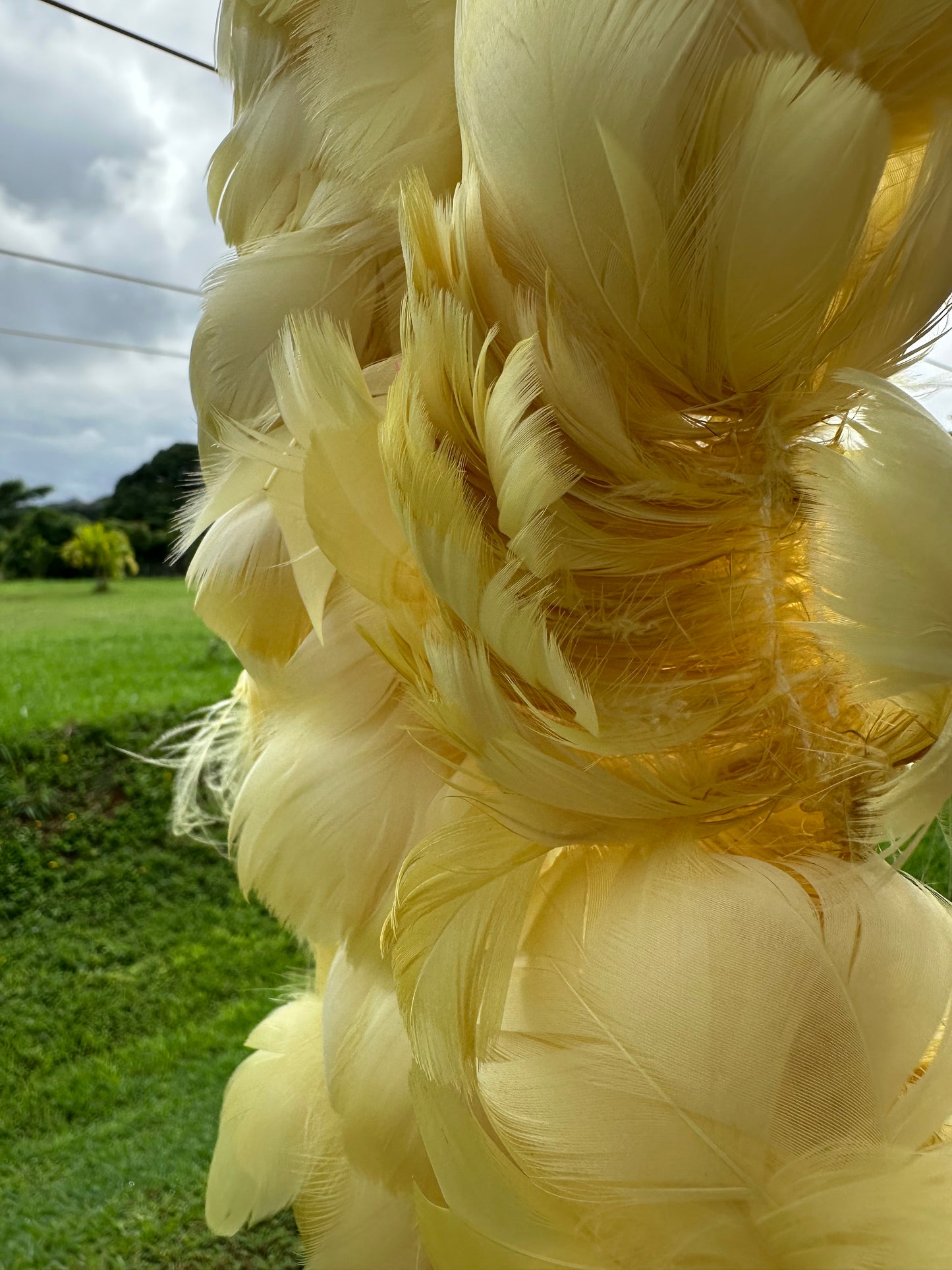 Custom-dyed Yellow & Orange Goose Coquille Feathers
