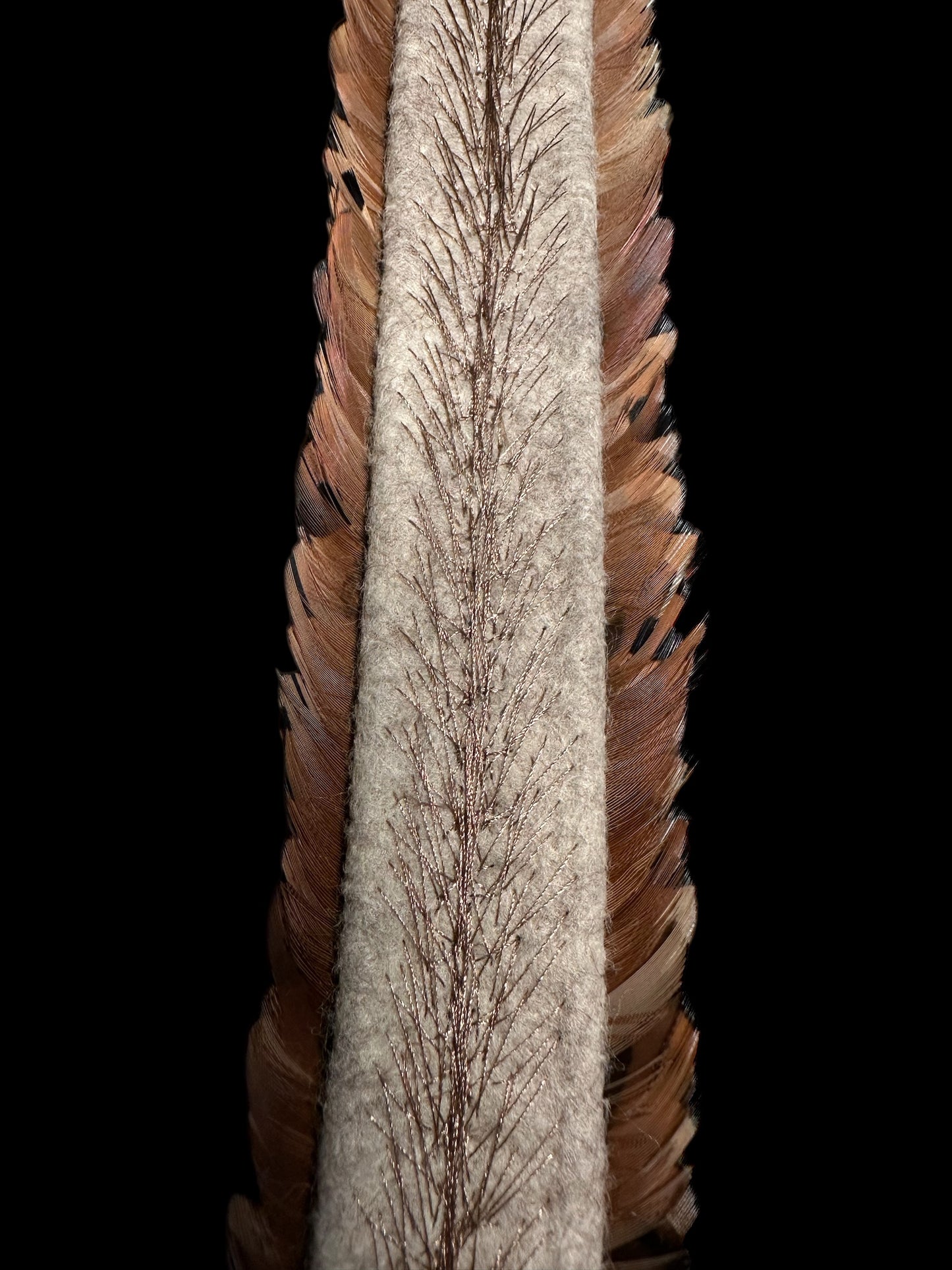 25" Ringneck Pheasant tips with Peacock eye medallion humu papale (feather hat band)