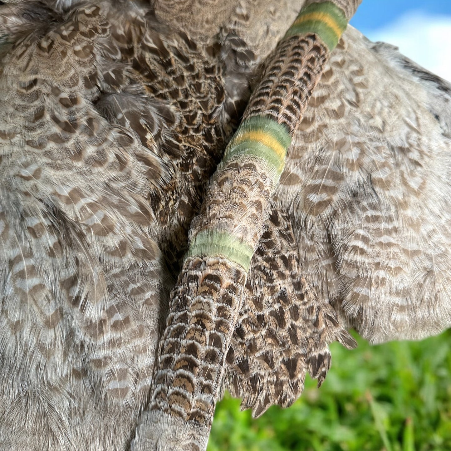 24-1/2” Blonde Ringneck Pheasant Hen with dyed goose accent humu papale (feather hat band)