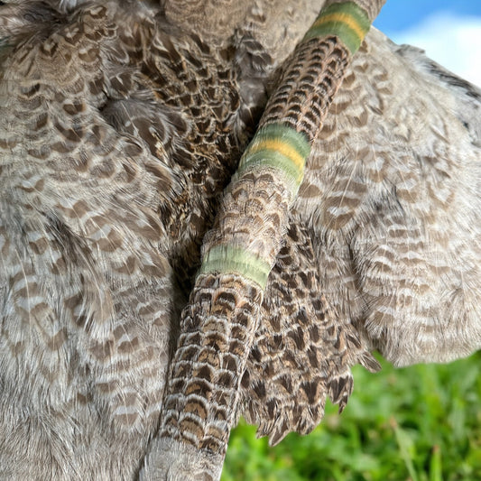 24-1/2” Blonde Ringneck Pheasant Hen with dyed goose accent humu papale (feather hat band)