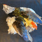 Iridescent Green Bronze Lady Amherst Humu Papale (feather hat band)