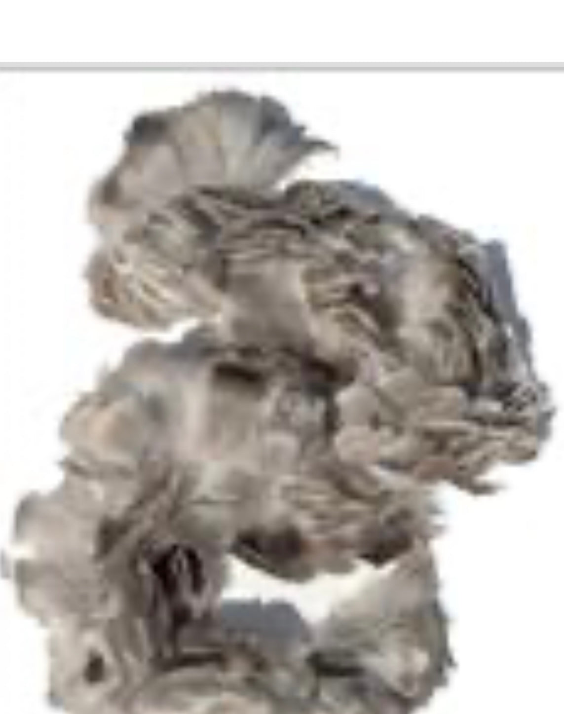 Kaua'i Museum classes Humu Papale (feather hat band) Sep 25, 2026 (9am-12pm)