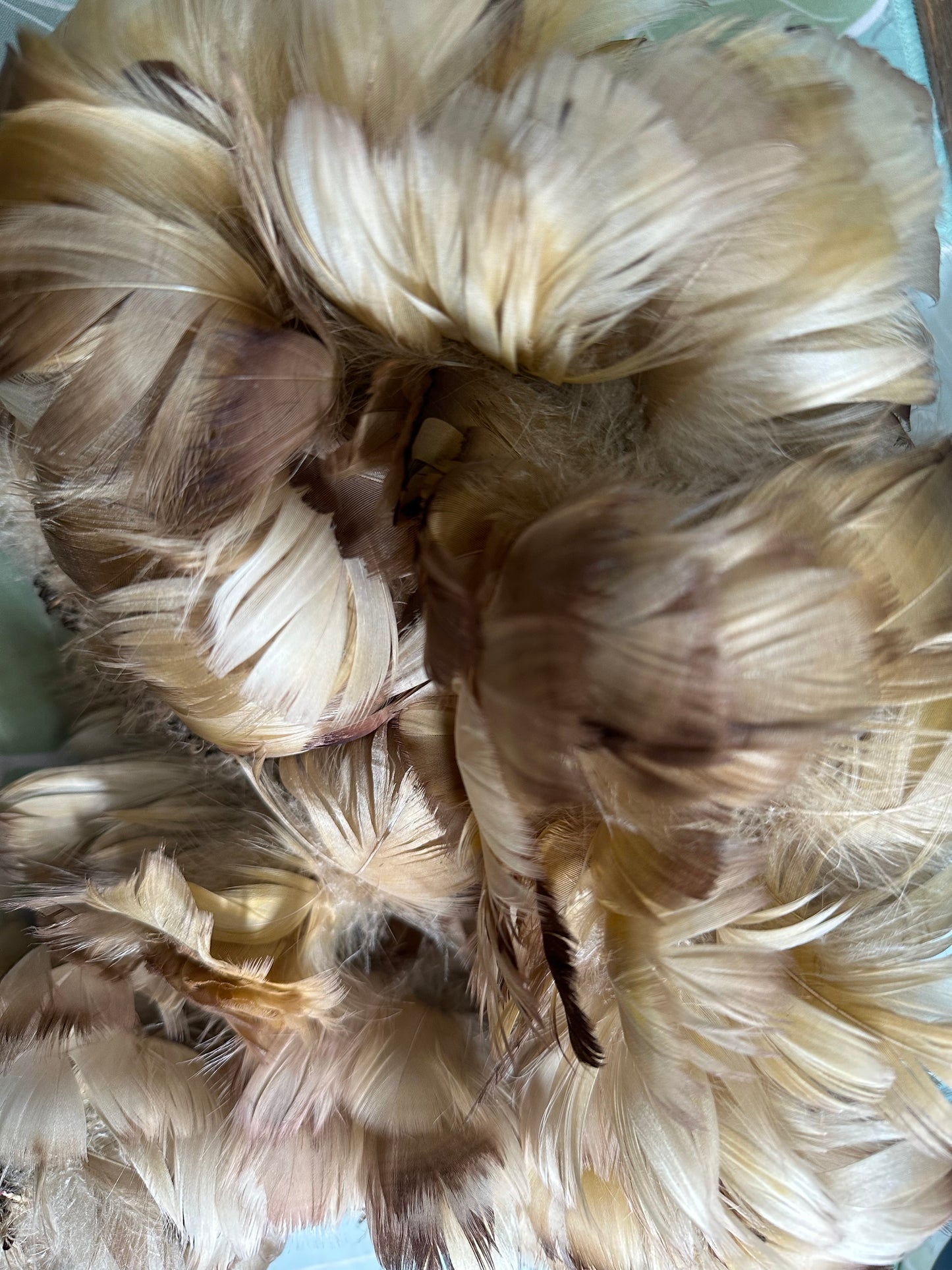 Custom-dyed Brown & Gray Goose Coquille Feathers