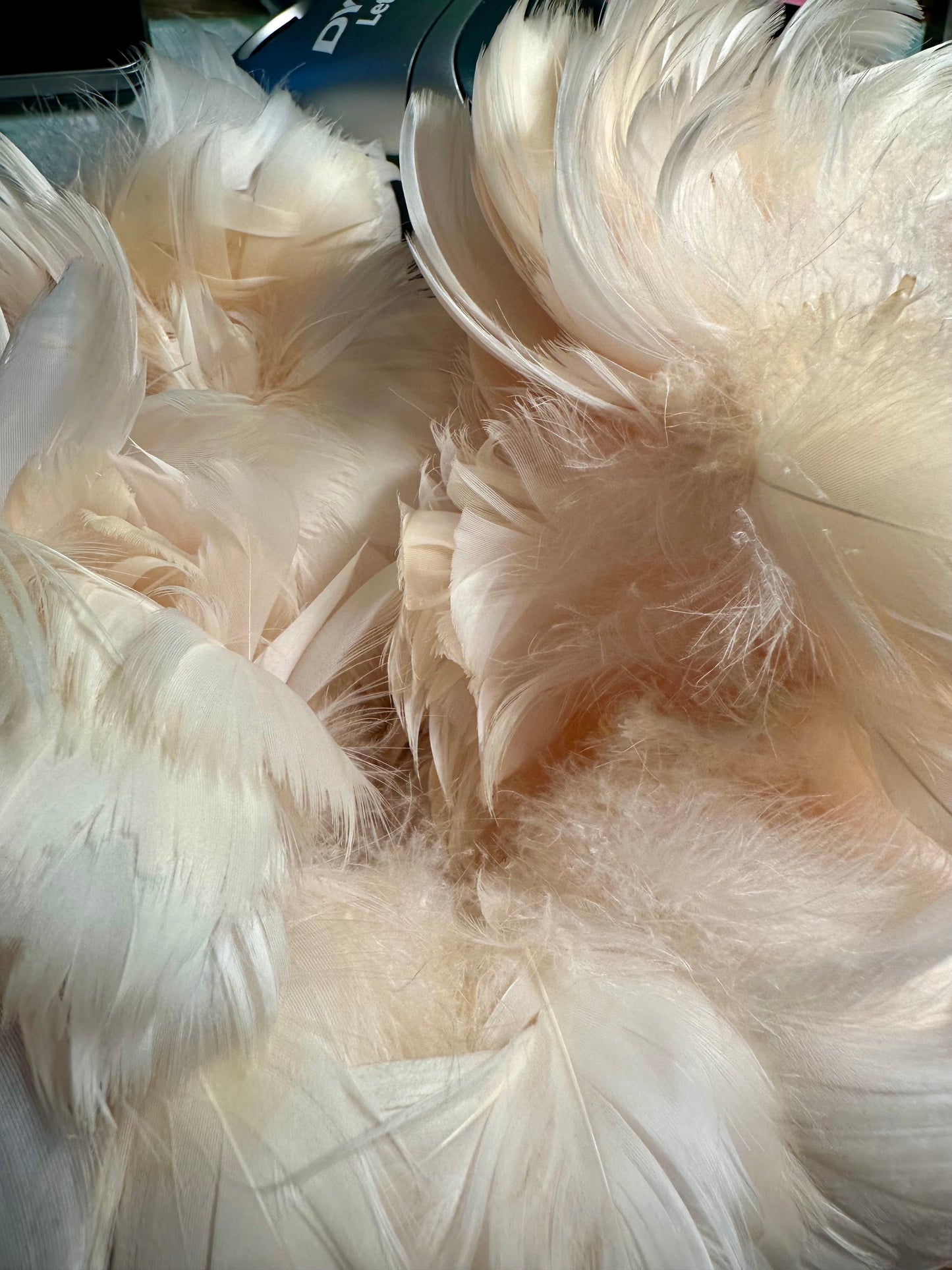 Custom-dyed Plums & Pink goose coquille feathers