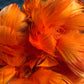 Custom-dyed Yellow & Orange Goose Coquille Feathers