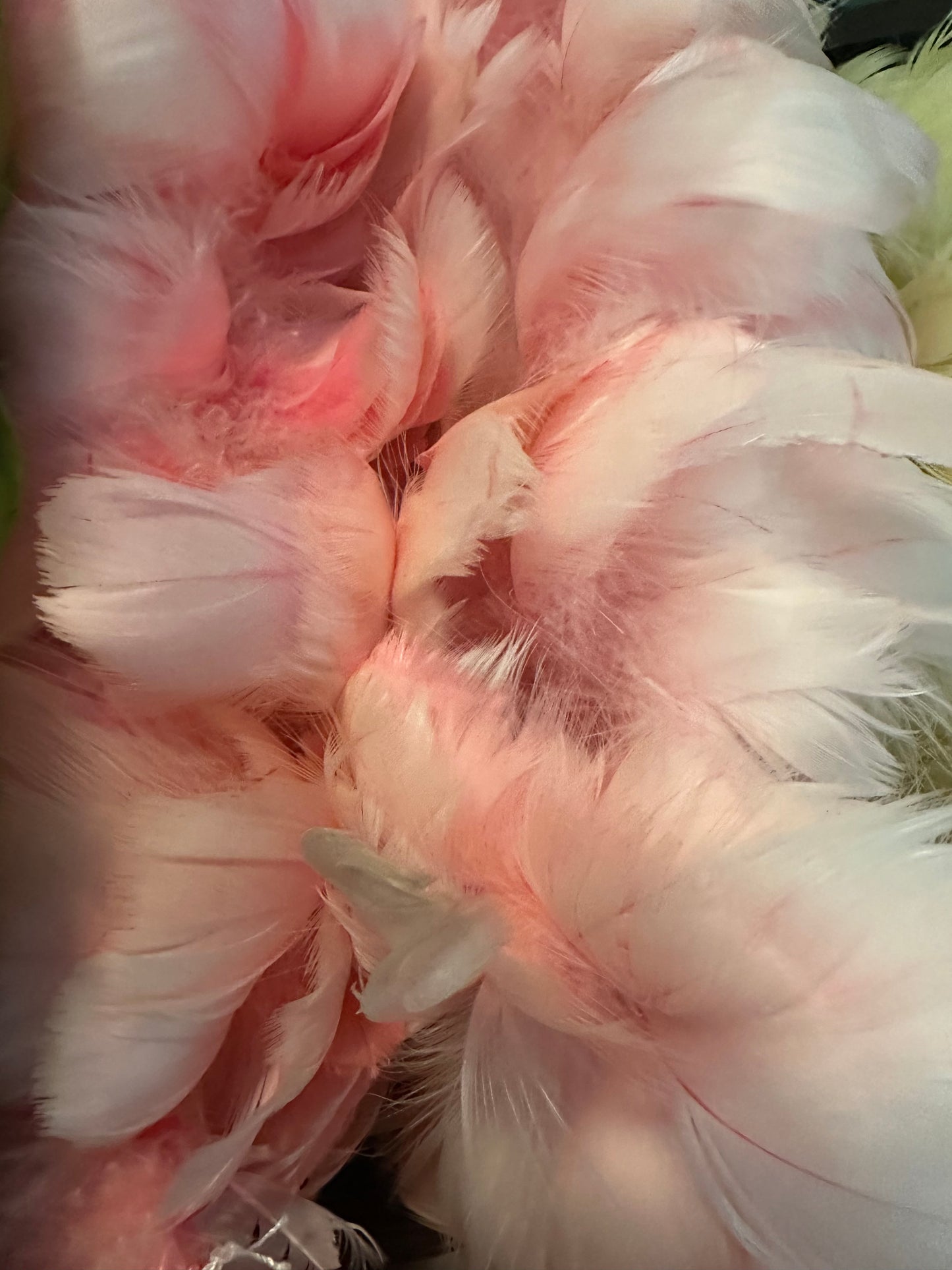Custom-dyed Plums & Pink goose coquille feathers