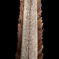 25" Ringneck Pheasant tips with Peacock eye medallion humu papale (feather hat band)