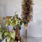 Kahili made from various rooster feathers