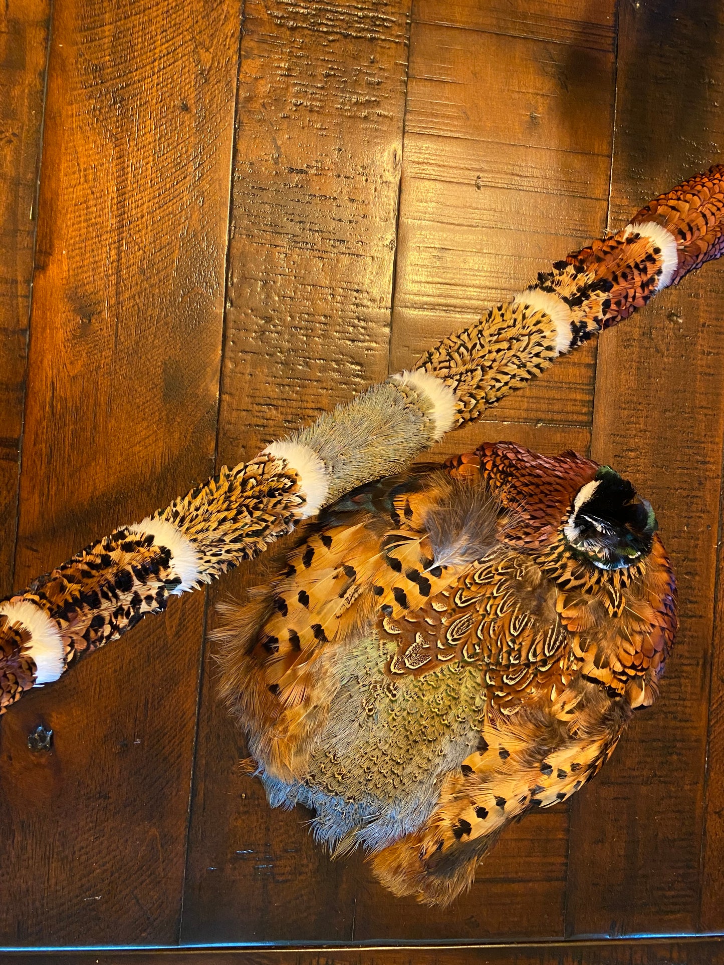 Ringneck Pheasant Humu Papale (feather hat band)